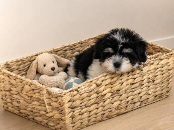 Finn -  Shih Poo Dog for Adoption in Union Grove, Wisconsin - Finn | PetCurious