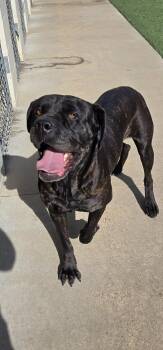 Cane Corso Dogs Available for Adoption in Black River Falls, Wisconsin - Daisy | PetCurious