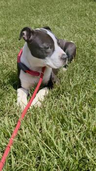 Sparky -  Boxer and Bulldog Dog for Adoption - Sparky | PetCurious