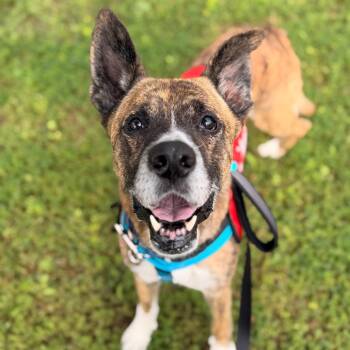 Namir -  Catahoula Leopard Dog Dog for Adoption in La Grange, Kentucky - Namir | PetCurious