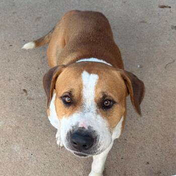 Quirrell -  Mixed Breed Dog for Adoption in Lake Jackson, Texas - Quirrell | PetCurious