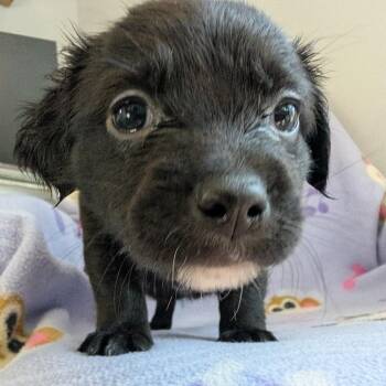 Dachshund and Mixed Breed Dogs Available for Adoption in Huntsville, Alabama - Chord | PetCurious