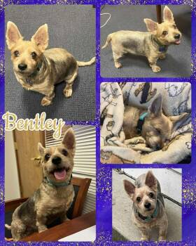 Rescue Mixed Breed Dogs for Adoption in Lancaster, New York - Bentley | PetCurious