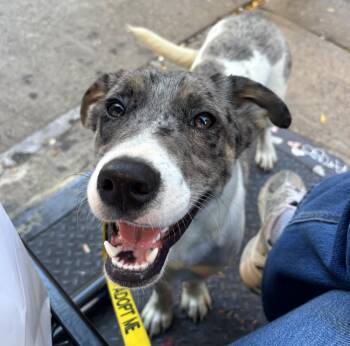 Buster -  Australian Shepherd and Labrador Retriever Dog for Adoption in New York, New York - Buster | PetCurious
