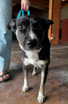 Hallie -  Collie Dog for Adoption in Woodstock, Ontario - Hallie | PetCurious