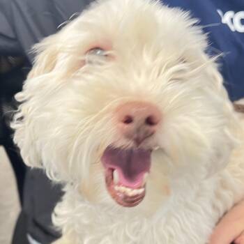 Sade -  Mixed Breed Dog for Adoption in Philadelphia, Pennsylvania - Sade | PetCurious