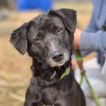 Rescue Mixed Breed Dogs for Adoption in Huntington, West Virginia - Rosalina | PetCurious
