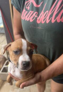 Eli -  Mixed Breed Dog for Adoption in Jackson, Mississippi - Eli | PetCurious
