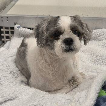 Schnitzel -  Mixed Breed Dog for Adoption in Oak Brook, Illinois - Schnitzel | PetCurious