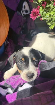 Rescue Terrier Dogs for Adoption in Ashville, Ohio - Lion King Pups - Zazu | PetCurious