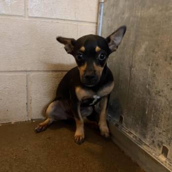 Chihuahua Dogs Available for Adoption in Edinburg, Texas - Max | PetCurious