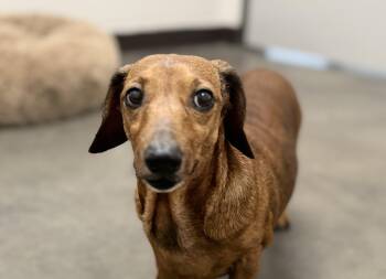 Miniature Dachshund Dogs Available for Adoption in Nashville, Tennessee - Sprout- COMING SOON | PetCurious