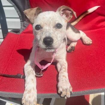 Chihuahua and Rat Terrier Dogs Available for Adoption in Cincinnati, Ohio - Paisley | PetCurious