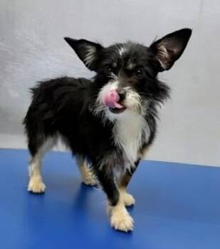 Georgia -  Papillon Dog for Adoption in Littleton, Colorado - Georgia | PetCurious