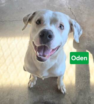 Oden -  Labrador Retriever Dog for Adoption in Clinton, Missouri - Oden | PetCurious