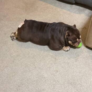 Solana -  American Bully Dog for Adoption in Huber Heights, Ohio - Solana | PetCurious