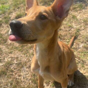 Gremlin -  Labrador Retriever and Mixed Breed Dog for Adoption in Fishers, Indiana - Gremlin | PetCurious