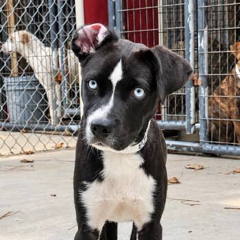 Biscuit -  Mixed Breed Dog for Adoption in Parrish, Alabama - Biscuit | PetCurious