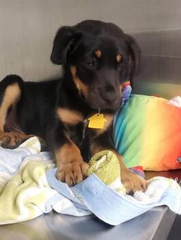 Rottweiler and Mixed Breed Dogs Available for Adoption in St. Louis, Missouri - ROMAN | PetCurious