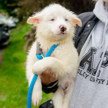 Australian Shepherd Dogs Available for Adoption in Chester Springs, Pennsylvania - Sookie | PetCurious