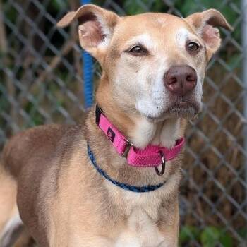 Gracie -  Mixed Breed Dog for Adoption in West Olive, Michigan - Gracie | PetCurious