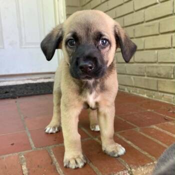 Cooper 3457 -  Mixed Breed Dog for Adoption in Springboro, Ohio - Cooper 3457 | PetCurious