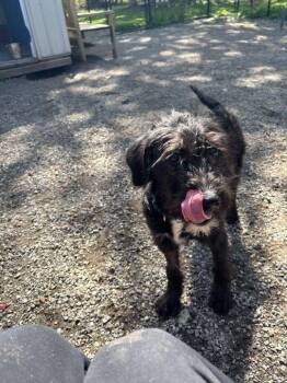 Poodle Dogs Available for Adoption in Elmsford, New York - Nova | PetCurious