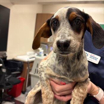 Wren -  Bluetick Coonhound Dog for Adoption in Reno, Nevada - Wren | PetCurious