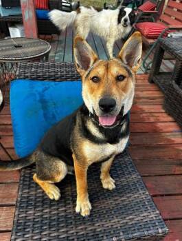 Rocky -  Shepherd Dog for Adoption in New Bedford, Massachusetts - Rocky | PetCurious