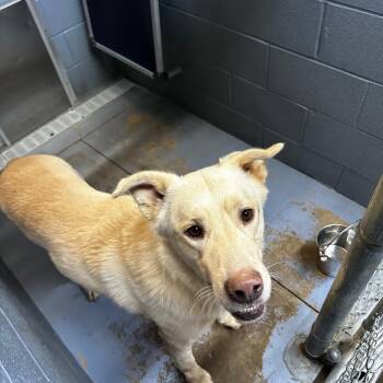 Rescue Mixed Breed Dogs for Adoption in Gadsden, Alabama - ELM 4 | PetCurious