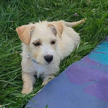 Benji -  Chihuahua and Terrier Dog for Adoption in Monticello, Iowa - Benji | PetCurious