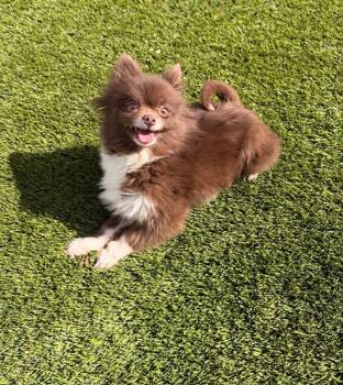 Pomeranian Dogs Available for Adoption - Coco Puff | PetCurious