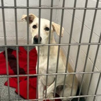 Rescue Mixed Breed Dogs for Adoption in Jeffersonville, Indiana - Ophelia | PetCurious