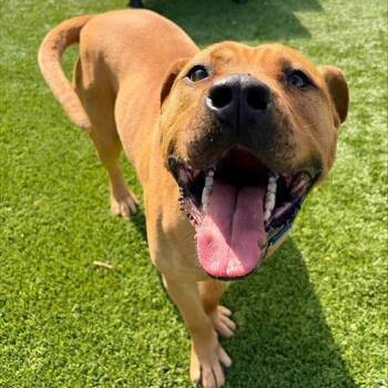 Pit Bull Terrier Dogs Available for Adoption in Concord, North Carolina - Big Mac | PetCurious