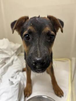 TURBO -  Chihuahua and Mixed Breed Dog for Adoption in Las Vegas, Nevada - TURBO | PetCurious