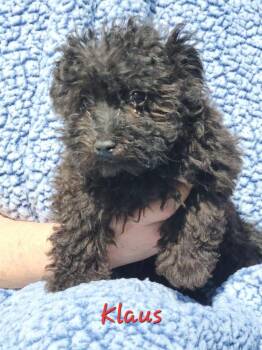 Maltese and Poodle Dogs Available for Adoption - Klaus | PetCurious