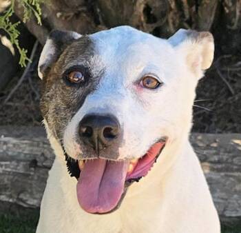 Terrific Ms Torie - Gentle Companion -  American Staffordshire Terrier Dog for Adoption in North Valley, New Mexico - Terrific Ms Torie - Gentle Companion | PetCurious