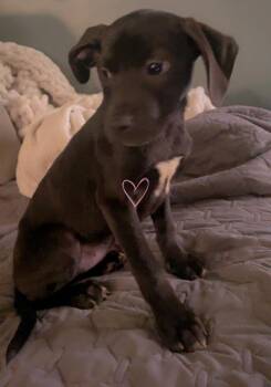 Mixed Breed Dogs Available for Adoption in Lansing, Michigan - Sage (26-077 D) | PetCurious