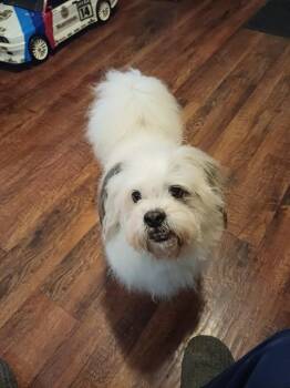 Brantley -  Pekingese and Poodle Dog for Adoption in Toronto, Ontario - Brantley | PetCurious