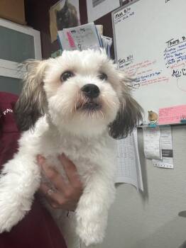 Chuckie Finster -  Shih Tzu Dog for Adoption in Fall River, Massachusetts - Chuckie Finster | PetCurious
