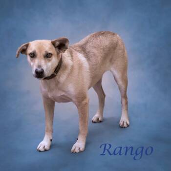 Rango D24-062 -  Mixed Breed Dog for Adoption in Lebanon, Tennessee - Rango D24-062 | PetCurious