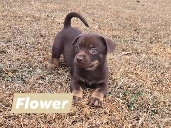 Mixed Breed Dogs Available for Adoption - Flower  | PetCurious