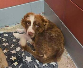 Peaches -  Australian Shepherd Dog for Adoption in Sedalia, Colorado - Peaches | PetCurious