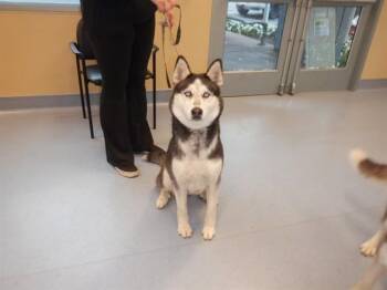 Siberian Husky Dogs Available for Adoption in San Jose, California - MACARONI | PetCurious