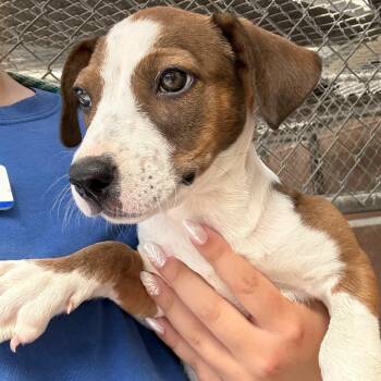 Queenie -  Mixed Breed Dog for Adoption in Goleta, California - Queenie | PetCurious