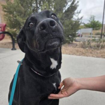Ladybird -  Black Labrador Retriever and Mixed Breed Dog for Adoption in Grand Junction, Colorado - Ladybird | PetCurious