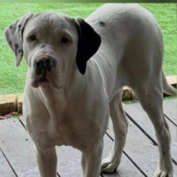 Dogo Argentino and Cane Corso Dogs Available for Adoption in Loxahatchee Groves, Florida - Chanel | PetCurious