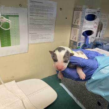 Terrier Dogs Available for Adoption in Pasadena, California - Lime Collar | PetCurious