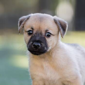 Rescue Dachshund and Terrier Dogs for Adoption in San Diego, California - Alpine Pup - Shawnee | PetCurious