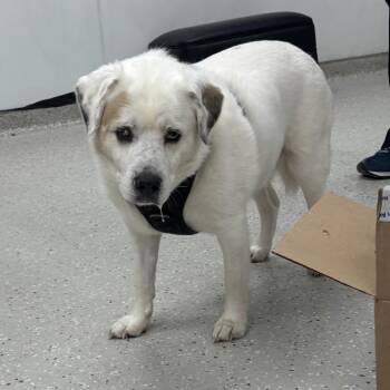 Labrador Retriever and Clumber Spaniel Dogs Available for Adoption - Audit | PetCurious